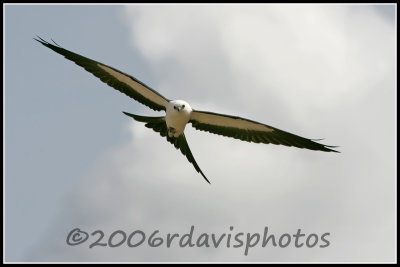 Swallow-tailed Kite (Elanoides forficatus)