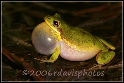 Squirrel Tree Frog (Hyla squirella)