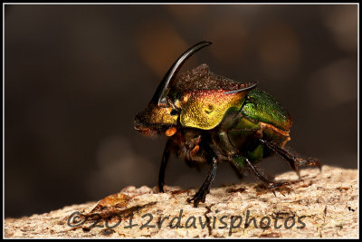 Rainbow Scarab Beetle (Phanaeus vindex)