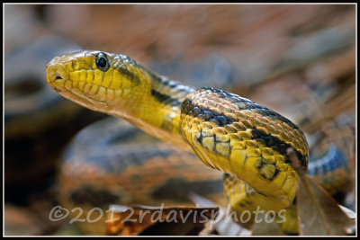 Intergrade Rat Snake