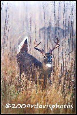 Virginia White-tailed Deer (Odocoileus virginianus)