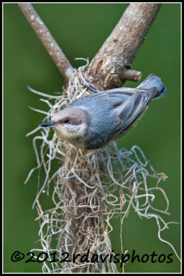 Brown-headed Nuthatch (Sitta pusilla)