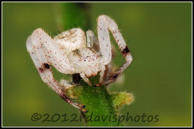Northern Crab Spider  (Misumenops asperatus)