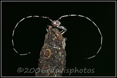 Longhorn Beetle (Cerambicidae)