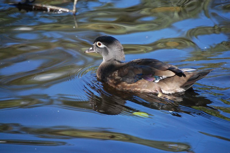 Duck Swimming