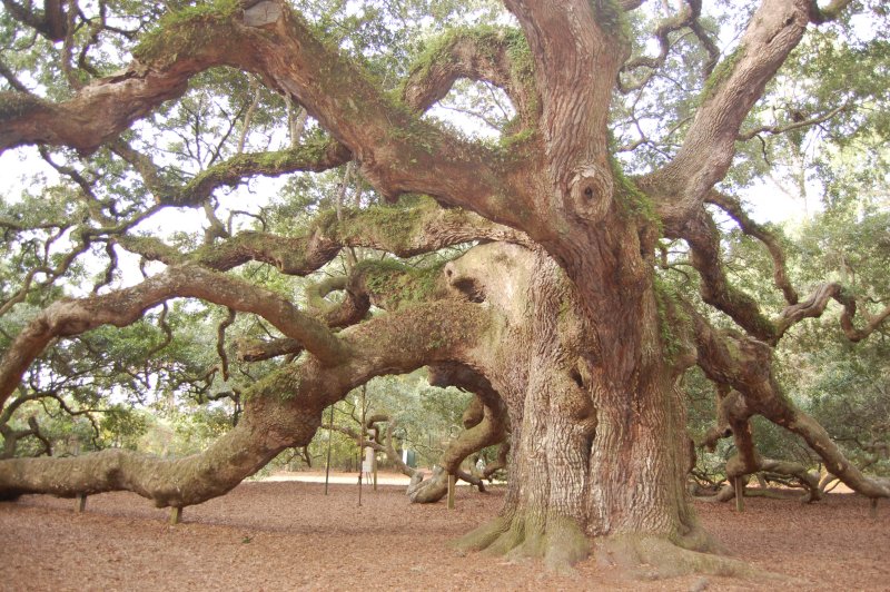 Historic Tree