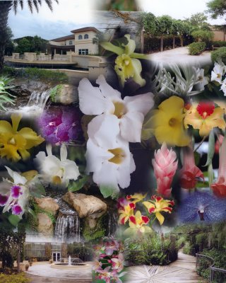 American Orchid Society collage