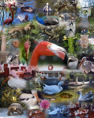 Flamingo Gardens collage