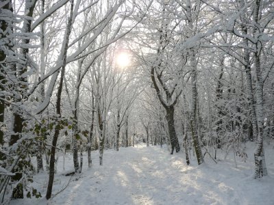 Snow Scene NE