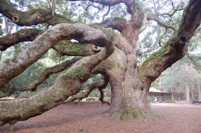 Charleston SC tree