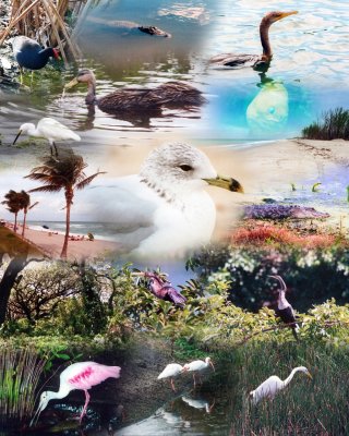 Florida Wildlife collage