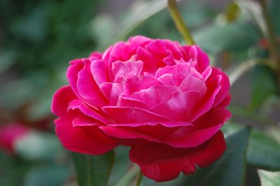 Charleston Flower