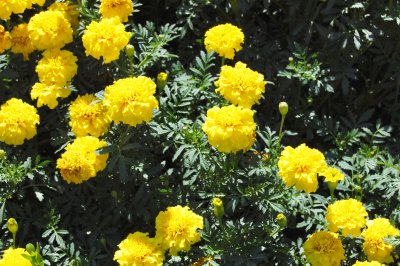 Flowers at Atlanta Botannical