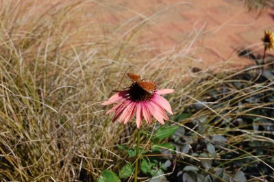 Flower in the Rough