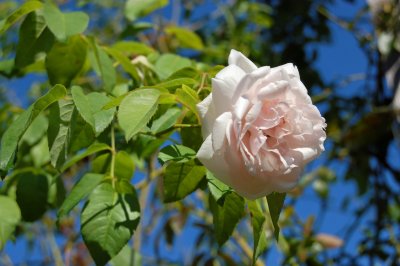 Flower in Atlanta