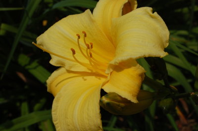 Yellow Day Lilly