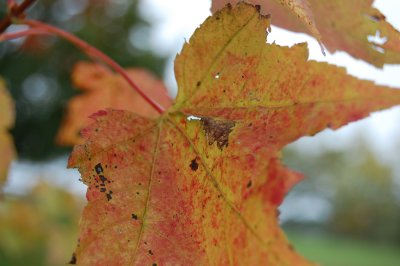 Leaf in the Fall