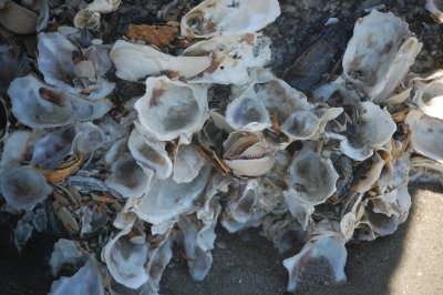 Shells on Charleston Beach