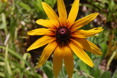 Flower in Charleston