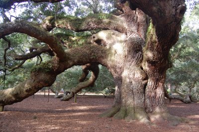 Historic Tree