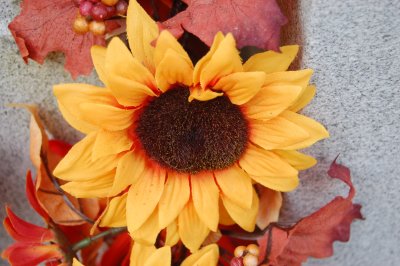 Flower in Bonaventure