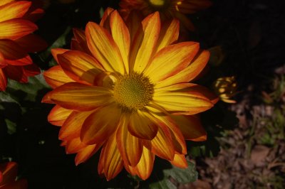 Flower in Bonaventure