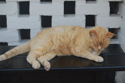 Cat on Light house grounds