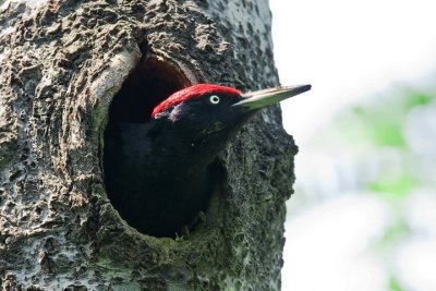 Dendrocopos martius(Linnaeus, 1758)Black Woodpecker(M).jpg