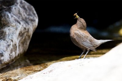 Cinclus pallasii(Temminck, 1820)Brown Dipper.jpg