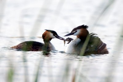podiceps cristatus(Linnaeus, 1758)Great Creasted Grebe.jpg