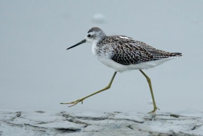 Tringa guttifer(Nordmann, 1835)Spotted Greenshank.jpg