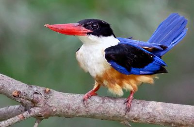 Halcyon pileata(Boddaert, 1783)Black-capped Kingfisher.jpg