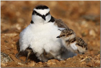 Charadrius alexandrinus(Linnaeus, 1758)Kentish Plover.jpg