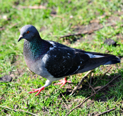 Dancing pigeon2.jpg