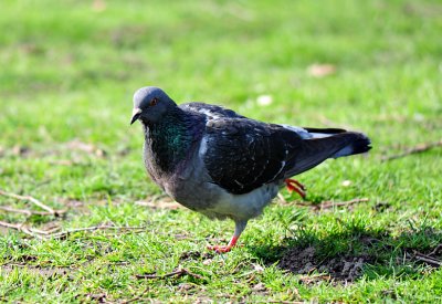Dancing pigeon.3.jpg