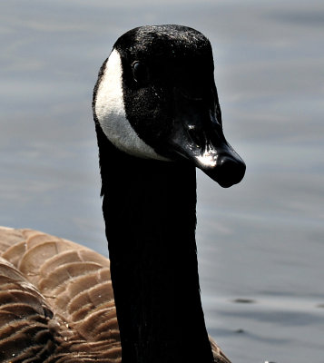 DSC_3558.p5.jpg