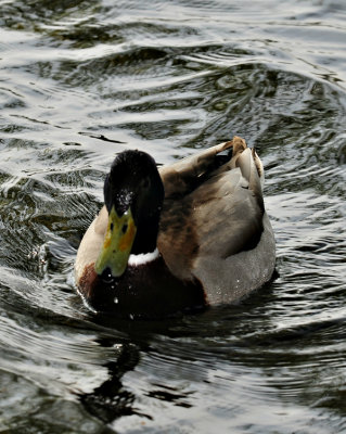 DSC_3585.p6.jpg