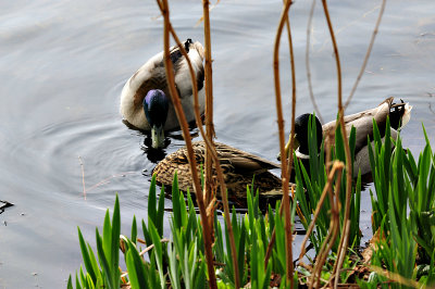 DSC_3637.o.jpg