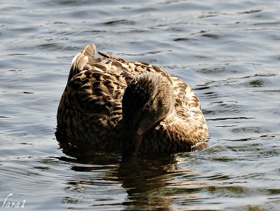 DSC_3638.m.jpg