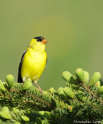 Chardonneret jaune