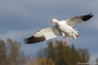 Oie des neiges