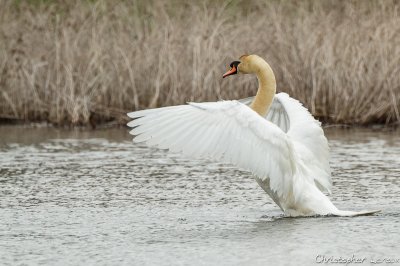 Cygne tubercul