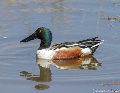 Canard souchet