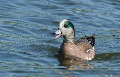 Canard d'Amrique