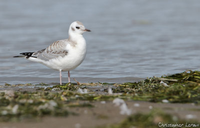 Mouette de Bonaparte