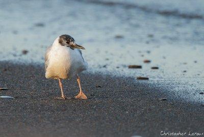 Mouette rieuse
