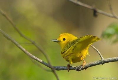 Paruline jaune