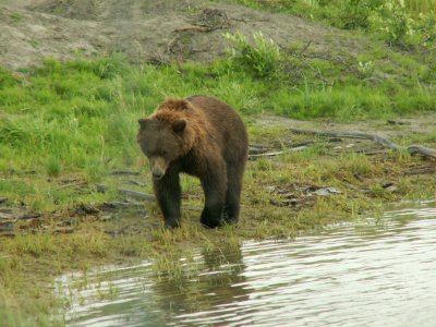 Alaska Wildlife 3