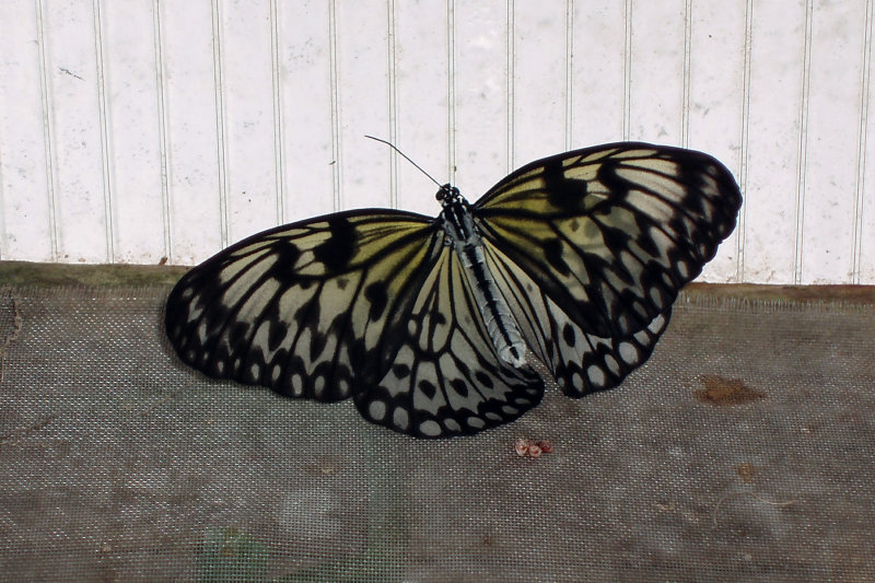 B0000950.jpg