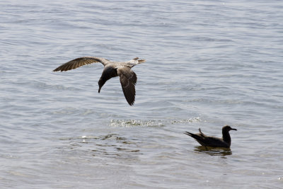 ballestas_islands